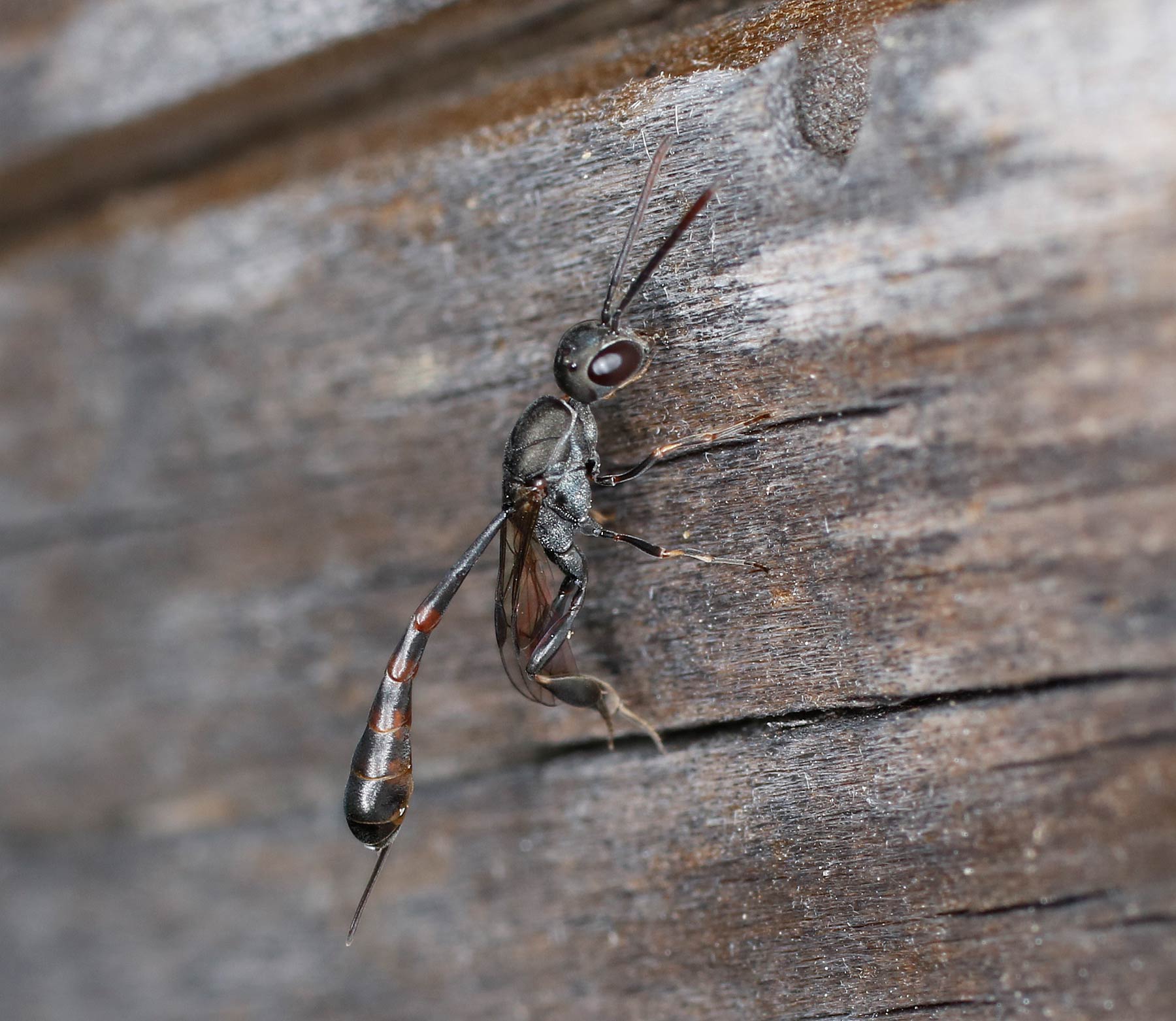 Gasteruptiidae: Gasteruption cfr. assectator